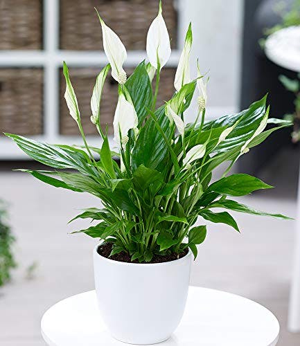 BALDUR Garten Spathiphyllum, 1 Pflanze, Luftreinigende Zimmerpflanze, unterstützt das Raumklima, blühende Zimmerpflanze Einblatt, mehrjährig - frostfrei halten, Spathiphyllum wallisii 0