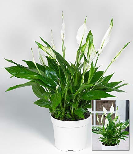 BALDUR Garten Spathiphyllum, 1 Pflanze, Luftreinigende Zimmerpflanze, unterstützt das Raumklima, blühende Zimmerpflanze Einblatt, mehrjährig - frostfrei halten, Spathiphyllum wallisii 1