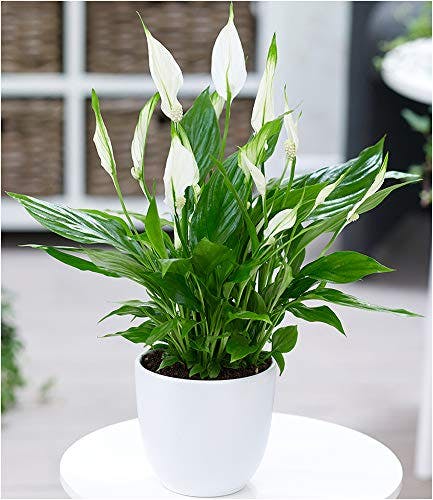 BALDUR Garten Spathiphyllum, 1 Pflanze, Luftreinigende Zimmerpflanze, unterstützt das Raumklima, blühende Zimmerpflanze Einblatt, mehrjährig - frostfrei halten, Spathiphyllum wallisii