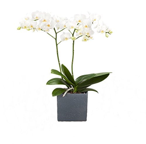 Dominik Blumen und Pflanzen, Zimmerpflanzen Orchidee, Phalaenopsis, weiß blühend, 2 triebig 1 Pflanze und 1 Scheurich Übertopf, anthrazit / stone / weiß