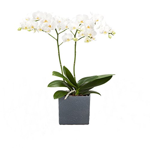 Dominik Blumen und Pflanzen, Zimmerpflanzen Orchidee, Phalaenopsis