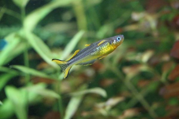 Gabelschwanz Regenbogenfisch